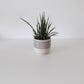 The Shorty Planter in Purple Sandstone